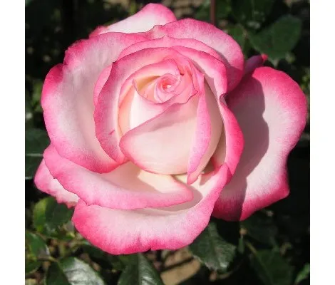 Rosal La Minuette